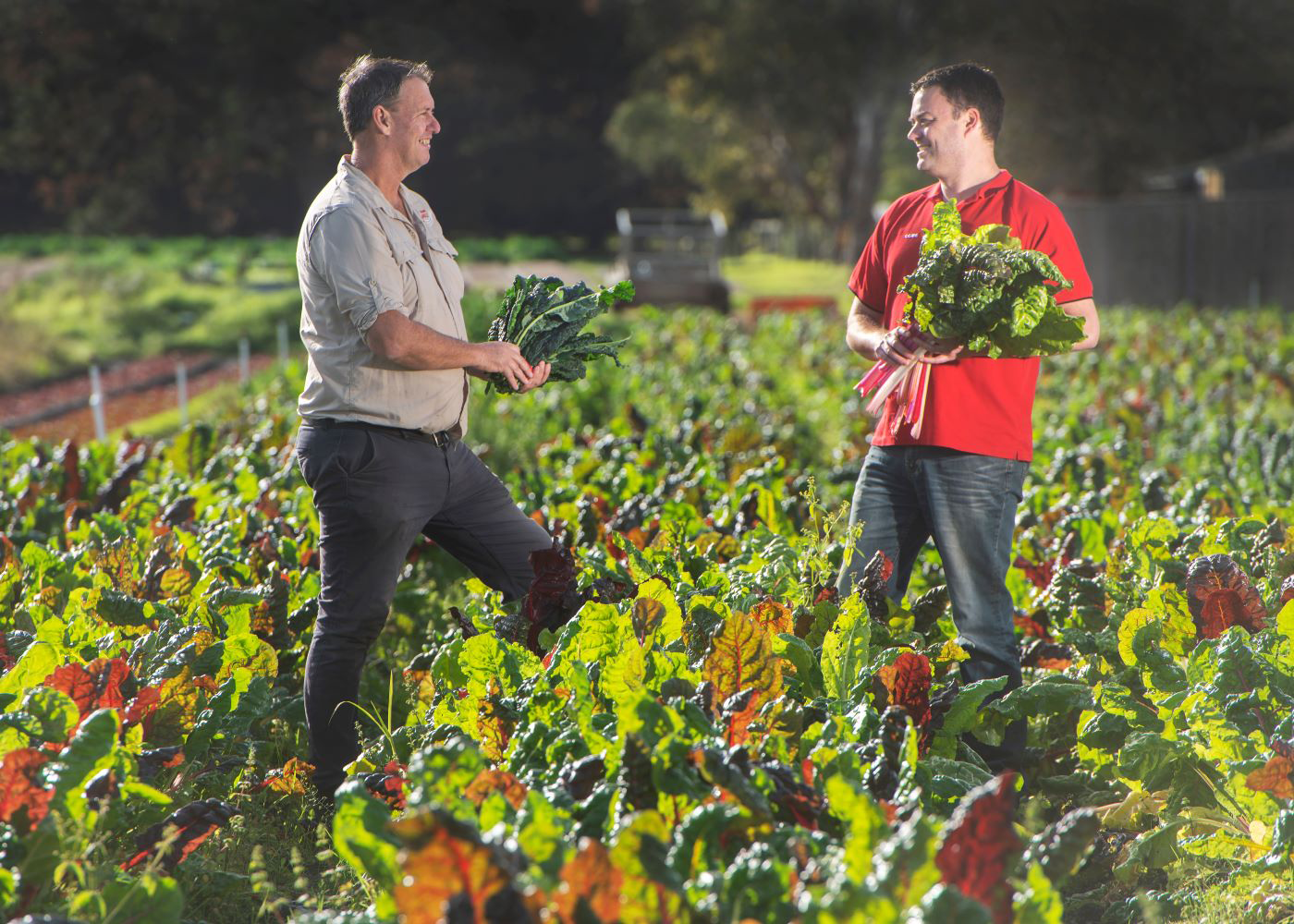 Coles supports organic veg growers to help meet increasing customer demand